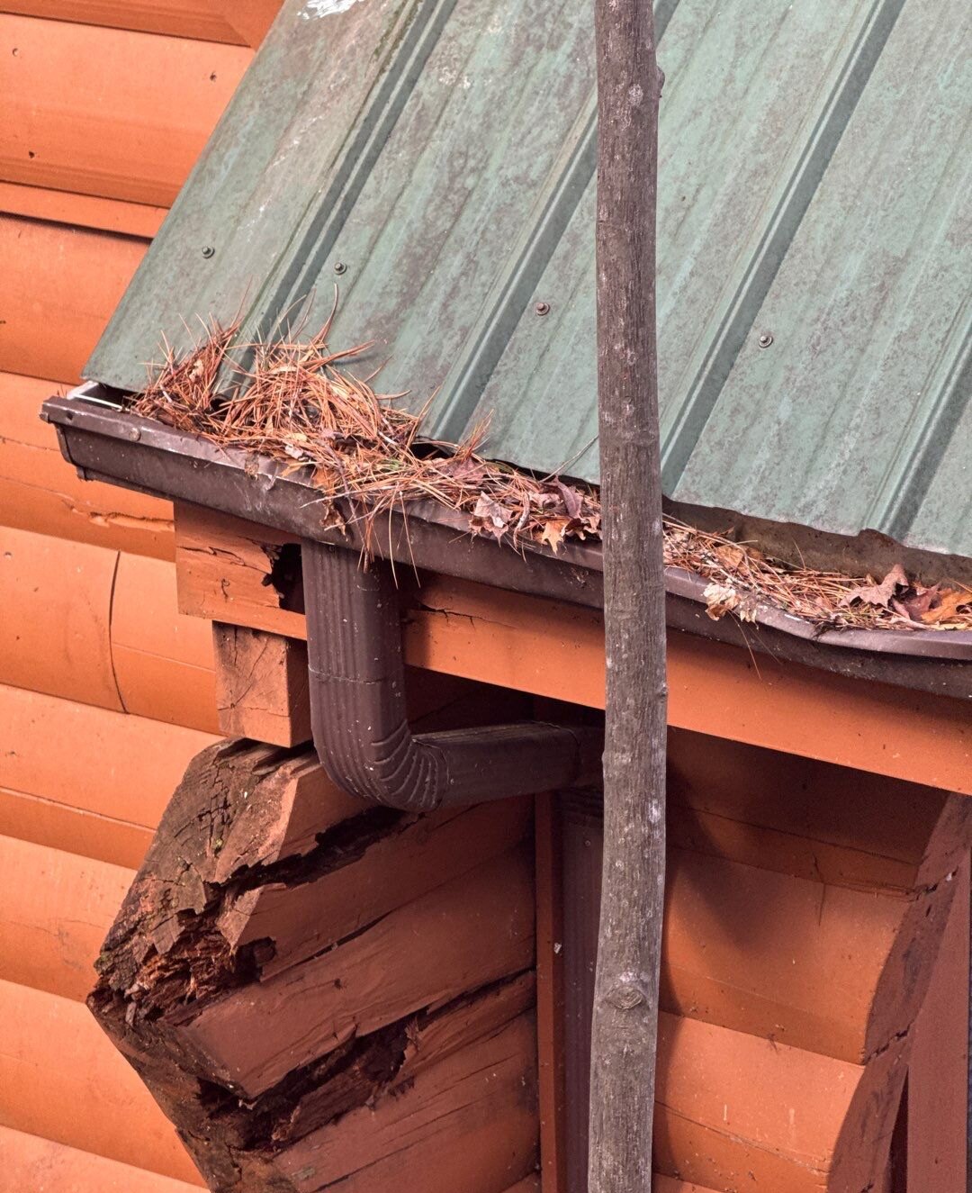 Gutter on a log cabin packed with pine needles and oak leaves under a green metal roof, with a rotted log end below it